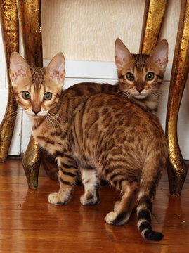 deux chats de race ensemble