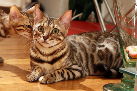 deux chats parmi les bibelots