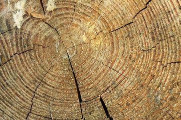 Naklejka premium Log