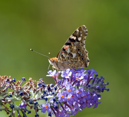 Painted Lady on Buddleia Flower