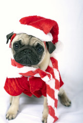 Pug puppy as Santa Claus