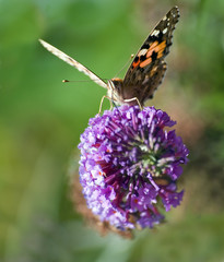 Painted Lady Collecting Nectar