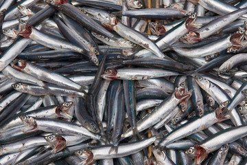 Fototapeta premium typical sicilian fish market, Italy