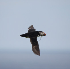 Puffin with Sand Eels