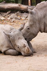 Obraz premium two rhinos