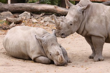 rhinos