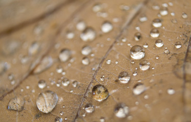 Jesienny liść z kroplami deszczu