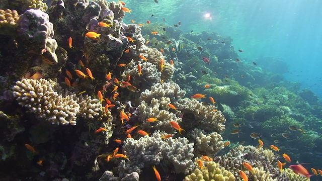 School of golden anthias over a colourful tropical reef