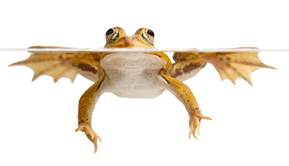 green frog swimming - 26877211