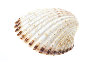 sea shell isolated