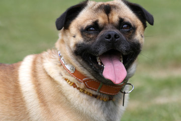 Mopsmischling mit Bernsteinkette