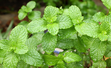 menthe verte © Unclesam