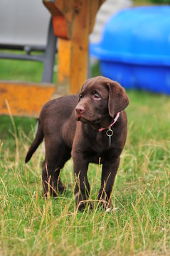 Brown labby puppy