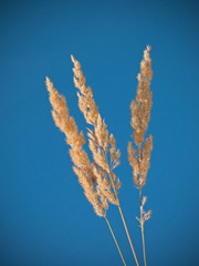 Ripe Wood Small-reed grass ears under a blue sky