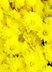 yellow chryzanthemum