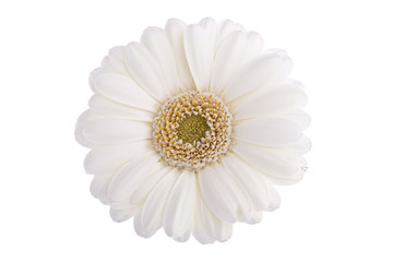 weiße Gerbera - schattenfrei isoliert