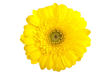 Gelbe Gerbera - schattenfrei isoliert
