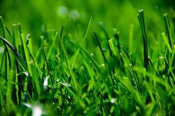 grass