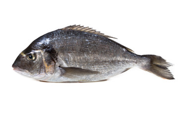 dorade royale grise