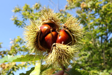 Une bogue et ses ch&acirc;taignes