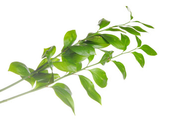 Green branch isolated