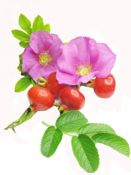wild rose flowers and red hip berries for tea
