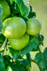 Fresh Green Tomatoes Still Growing on the Vine