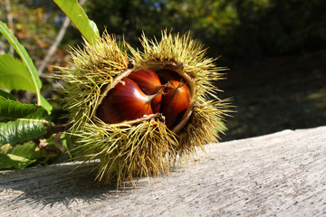 Pr&eacute;sentation d'une bogue et ses ch&acirc;taignes