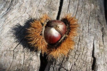 Pr&eacute;sentation d'une bogue et ses ch&acirc;taignes