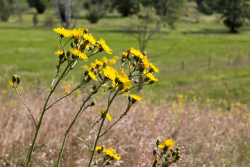 Obraz premium Yellow meadow flowers