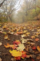red leaf on a road in a autumn forest