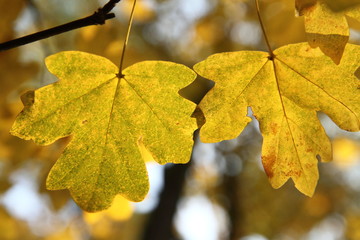 Autumn maple leaves on a tree