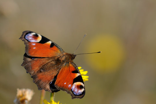 motyl, rusałka pawik, butterfly