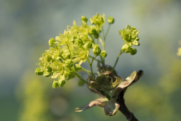 Maple buds macro