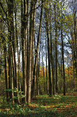 Autumnal forest.
