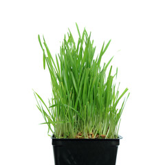 Grass growing from Roots