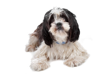 mixed breed dog (boomer) isolated on white