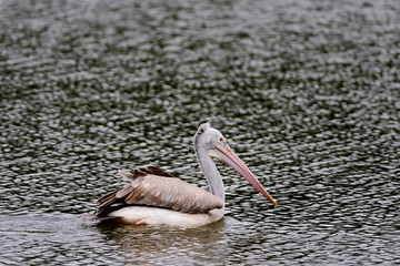 Pelican