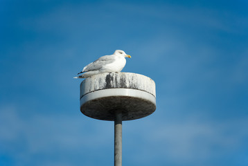 Möwe