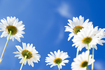 daisy flowers