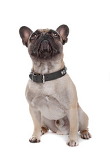 Obraz premium French Bulldog isolated on white