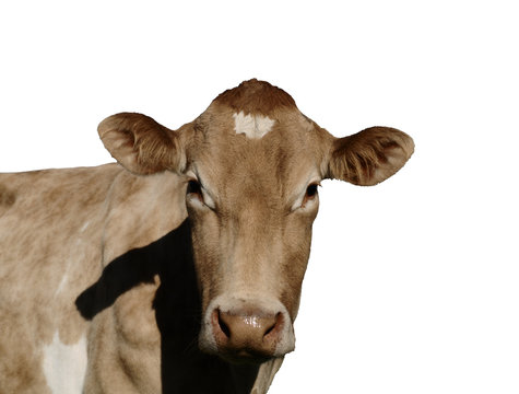 A Jersey Cow