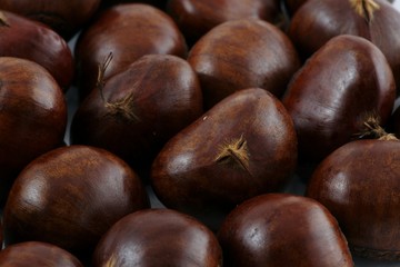 Japanese Chestnut