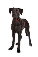 mixed breed puppy labrador/shepherd isolated on white