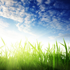 Fototapeta premium grass and sunset