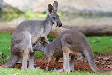 Cercles muraux Kangourou Nourrir les kangourous