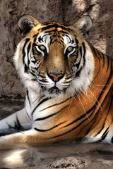 Naklejka premium SONY DSC