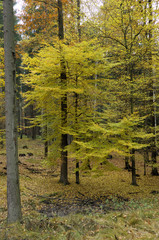 Elbsandsteingebirge