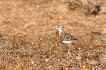 Common Sandpiper