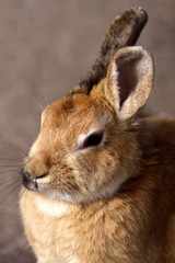 Kaninchen